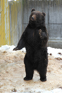 棕熊农场团体公园游客孩子食物动物野生动物动物园黑色图片