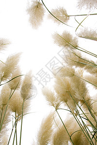 在白色背景上孤立的里德香蒲环境花园植物园艺沼泽农业热带季节芦苇图片