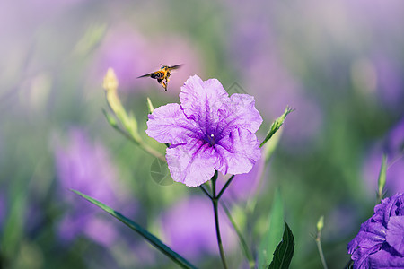 蜜蜂在紫色雨花上飞翔图片