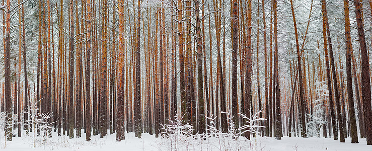 雪降后冬季松林的全景图片