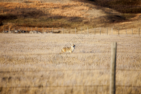 萨斯喀彻温省土狼野生动物动物荒野自然捕食者图片