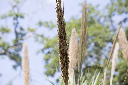 Reed 草池塘植物学季节生长羊毛荒野香蒲芦苇城市环境图片