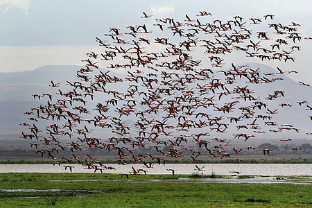 肯尼亚安博塞利国家公园的大群火烈鸟动物野生动物水平游客社论男性拍照殖民地摄影粉色图片
