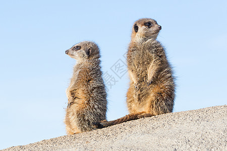 值勤的米尔卡特野生动物棕色生物哺乳动物荒野毛皮头发沙漠动物家庭图片