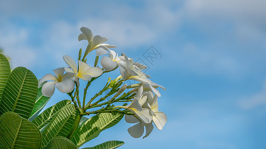 白花花花园花瓣绿色鸡蛋花黄色天空白色热带叶子植物图片