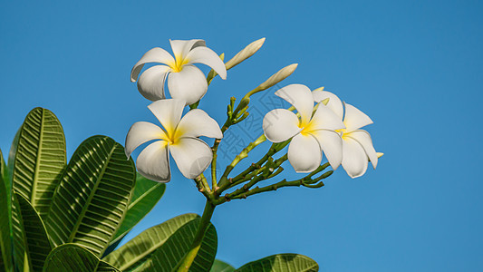 白花花热带鸡蛋花花园叶子蓝色绿色白色植物团体天空图片
