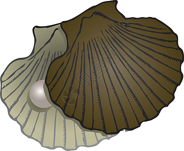 珍珠蚌壳图片