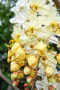 黄黄色淋浴花花晴天黄色花瓣白色热带树叶树木植物阳光叶子图片