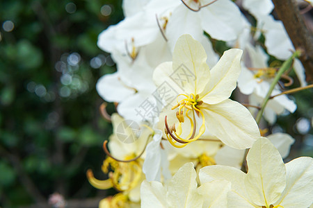 黄黄色淋浴花花热带树叶阳光黄色白色花瓣晴天叶子植物树木图片