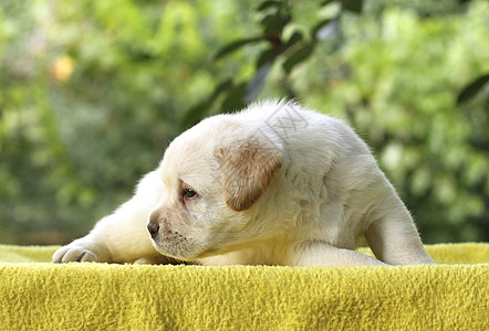 狗剪纸黄色背景的小拉布拉多小狗猎犬孩子朋友桌子喜悦幸福宠物背景