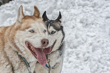 雪上两只哈斯基狗的肖像图片