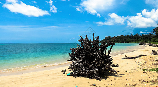 浮层湾门海滩的漂浮木背景