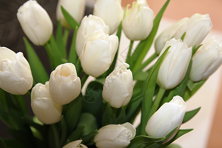 一大束白色的花束 有绿色叶子的白郁金香情人出生惊喜花瓣植物季节展示礼物周年纪念日图片