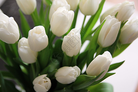 一大束白色的花束 有绿色叶子的白郁金香情人季节植物花瓣纪念日出生日期团体惊喜周年图片
