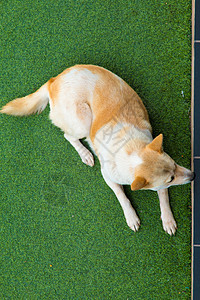 狗躺在家里的人工地盘上 笑声说谎工作室猎犬阳台睡眠牧羊犬动物小狗棕色边界图片