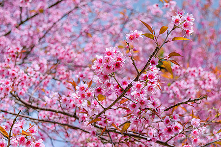 泰国樱村泰国花瓣季节樱花粉色图片