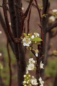 白花花花挂在头顶梨树上生产白色果园花园农业图片