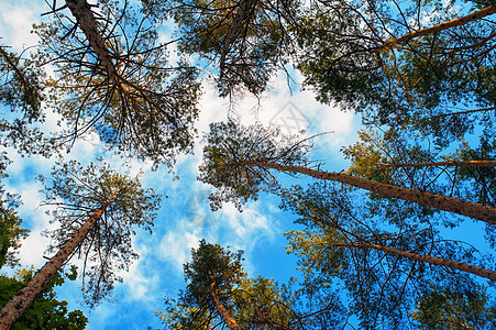 森林中云层背景的松树 高拔的松树图片