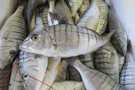 外来海鱼海鲜海上生活钓鱼鱼坊海洋生物陈列柜饮食市场生活图片