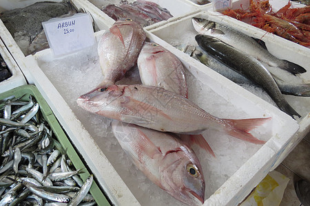 外来海鱼市场鱼坊钓鱼饮食生活陈列柜海鲜海洋生物海上生活图片