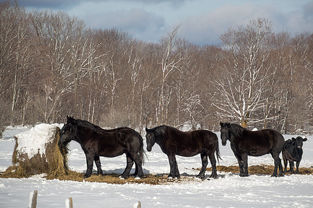 树木草地三匹黑马在冬天吃东西背景
