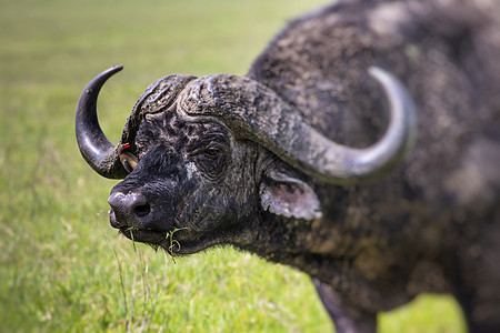 非洲水牛在草地上喇叭衬套动物大草原公园游戏男性危险旅行国家图片
