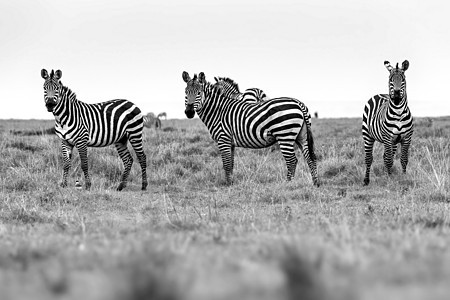 非洲热带草原Zebra画像 坦桑尼亚塞伦盖蒂的Safari公园食草马属动物群皮肤国家哺乳动物动物园旅行野生动物图片