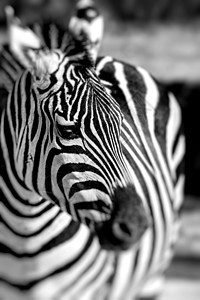 非洲热带草原Zebra画像 坦桑尼亚塞伦盖蒂的Safari公园食草动物园野生动物马属哺乳动物荒野动物群旅行动物图片