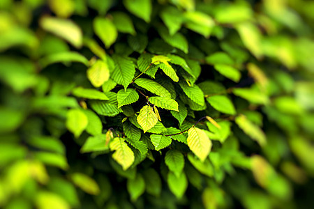 绿叶背景分支机构森林环境叶子生长人群飞机植物花园宏观图片