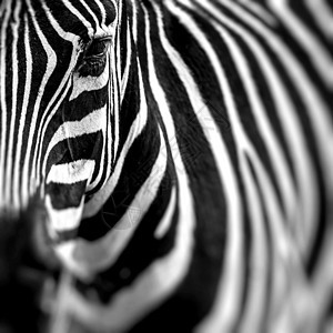 非洲热带草原Zebra画像 坦桑尼亚塞伦盖蒂的Safari动物园皮肤荒野旅行哺乳动物动物群动物国家公园食草图片