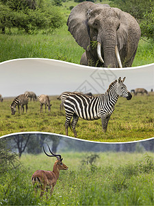 坦桑尼亚动物群聚     旅行背景我的照片拼贴画犀牛团体多样性收藏旅游公园水牛斑马哺乳动物图片