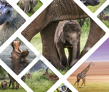 坦桑尼亚动物群聚     旅行背景我的照片荒野疣猪哺乳动物犀牛食肉冒险河马人群公园野生动物图片