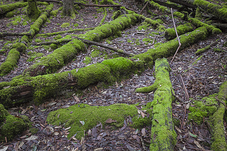 澳斯特拉利塔斯马尼亚山田野国家公园热带森林流动旅行旅游叶子蕨类植物岩石瀑布溪流国家图片