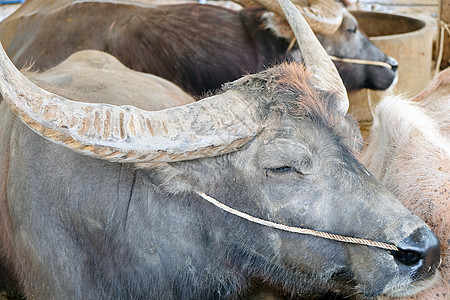 水牛在泰国科拉尔农业农民水平部位摄影农场畜栏沼泽家畜稻田图片