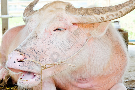 白化水牛肖像水平活力家畜农场摄影哺乳动物粉色草食性动物图片