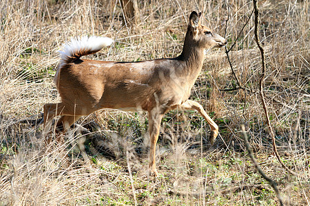 白尾鹿哺乳动物休耕农村野生动物动物群耳朵鹿角斑点草地尾巴图片