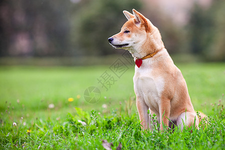 一个年轻的Shiba Inu坐在绿色花园里脊椎动物警觉家畜褐色宠物动物哺乳动物听力犬类主题图片