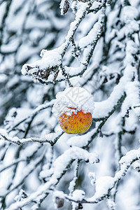 树枝上的苹果 上面满是雪背景图片