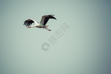 蓝天飞翔 美丽的鸟相片g自由动物脖子荒野蓝色翅膀野生动物航班鸟类摄影图片