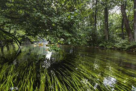 波兰罗斯普达河上的凯亚克运动员森林流动环境皮艇植物群跑步旅行荒野独木舟图片