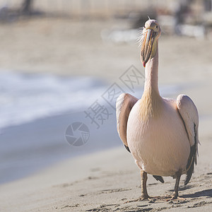 Pelican特写了塞浦路斯海滩的肖像图片