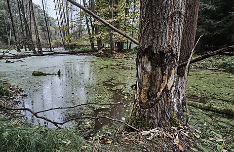 树上有被动物叫唤而咬碎的树沼泽水坑边缘森林树干植物图片