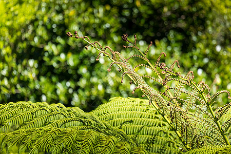 新西兰的标志之一 即特写植物学生物学雨林生活植物群蕨类植物环境螺旋旅行图片