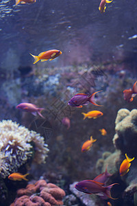 水鱼鱼墙纸动物潜水生物旅游水族馆生活动物群娱乐多样性图片