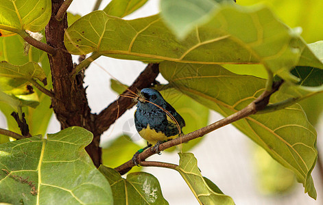 被称为Tangara 墨西哥的绿宝石探矿者动物鸟类野生动物图片