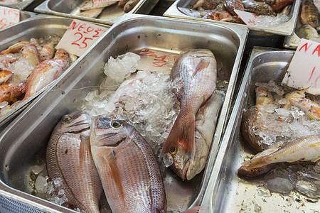 鱼市场上的新鲜鱼     希腊架子海鲜饮食传统食物环境店铺厨房美食销售图片