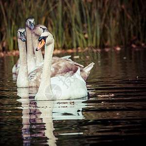 天鹅家庭秋天在湖上游泳的 清静景象脖子水池妈妈环境翅膀野生动物小鸡雏鸟动物荒野图片