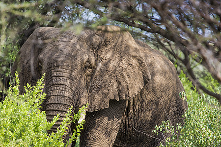 坦萨Tarangire国家公园巨型非洲大象公牛象牙旅游动物食草力量游戏陨石树木荒野森林图片