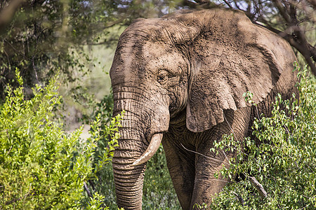 坦萨Tarangire国家公园巨型非洲大象公牛公园野生动物食草国家游戏森林濒危荒野陨石耳朵图片