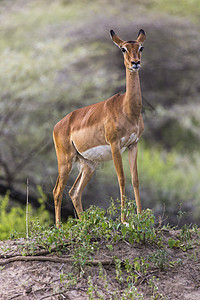 坦桑尼亚Tarangire国家公园 女青年英属摄影羚羊眼睛手表女性哺乳动物游戏食草国家公园图片